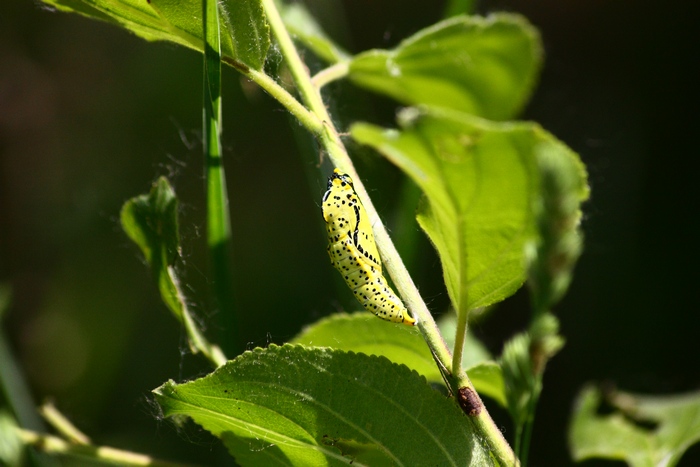 Bruco da identificare